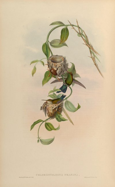 Chlorostilbon prasinus = Chlorostilbon mellisugus prasinus von John Gould